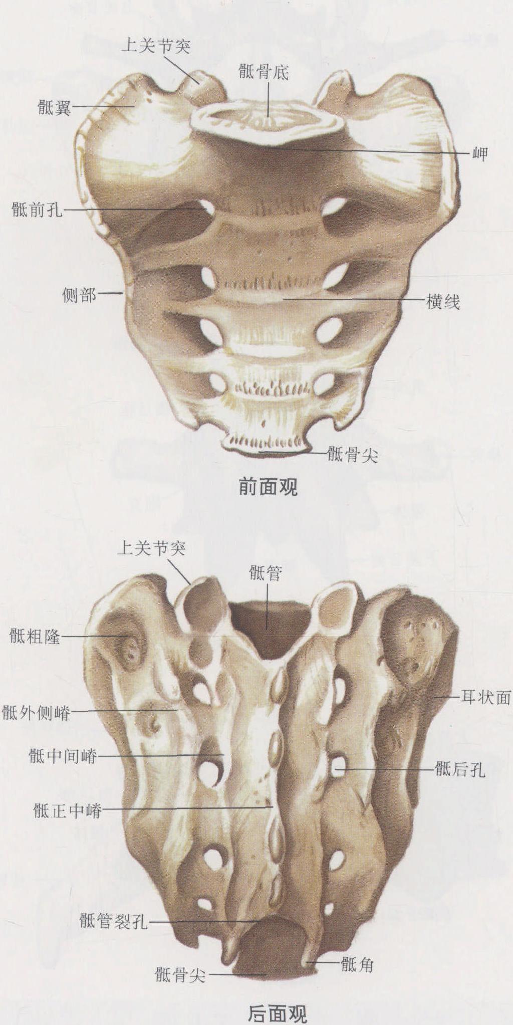 图4-9 骶骨
